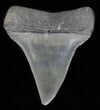 Fossil Mako Shark Tooth - Georgia #61687-1